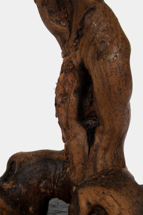 Wurzelholz Tischlampe, Frankreich, 30er